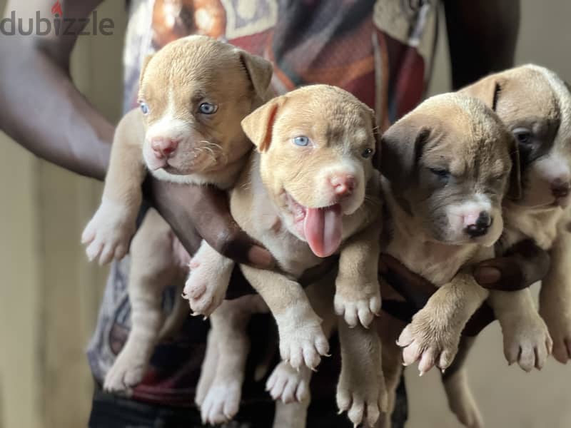 Puppies blue eyes red nose 6