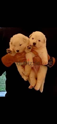 جراوي وايت جيرمن| White German Puppies