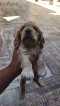 cooker spaniel for sale