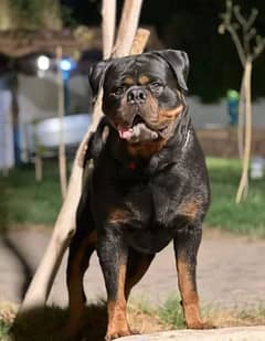 ذكر روت وايلر Rottweiler