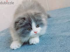 female Scottish fold  long hair 50 days 0