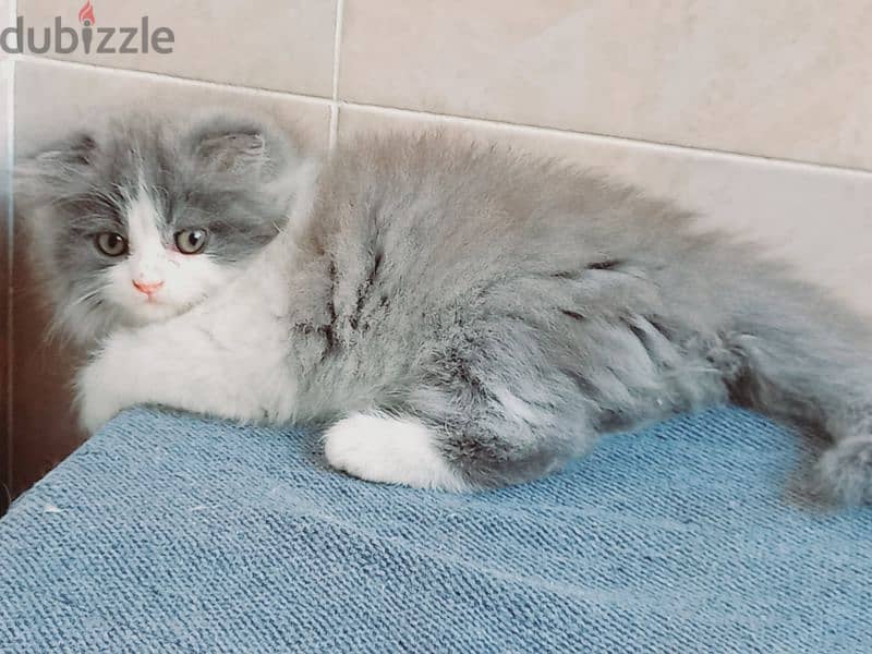 female Scottish fold  long hair 50 days 1