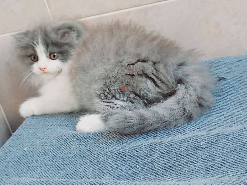 female Scottish fold  long hair 50 days 2