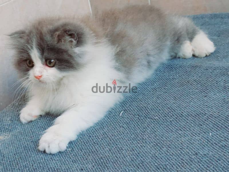 female Scottish fold  long hair 50 days 3