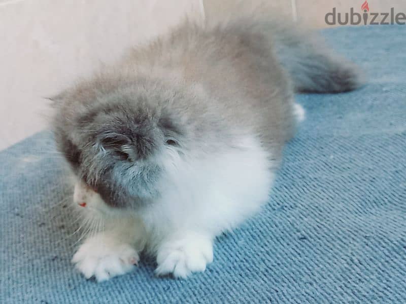 female Scottish fold  long hair 50 days 4