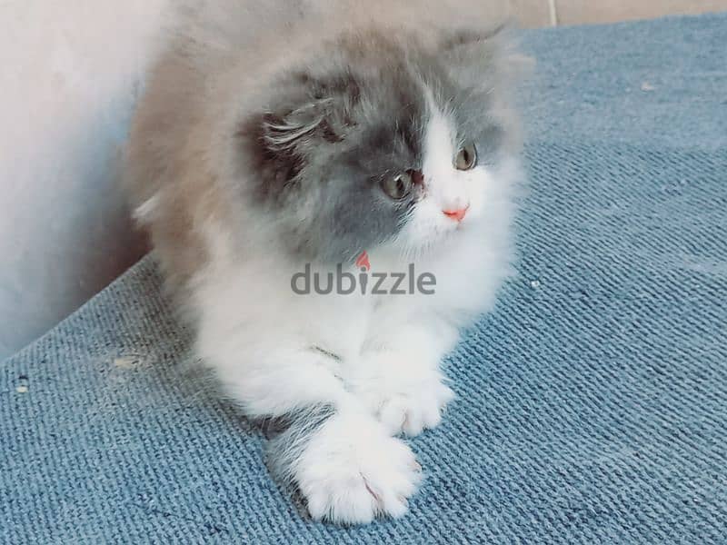 female Scottish fold  long hair 50 days 5