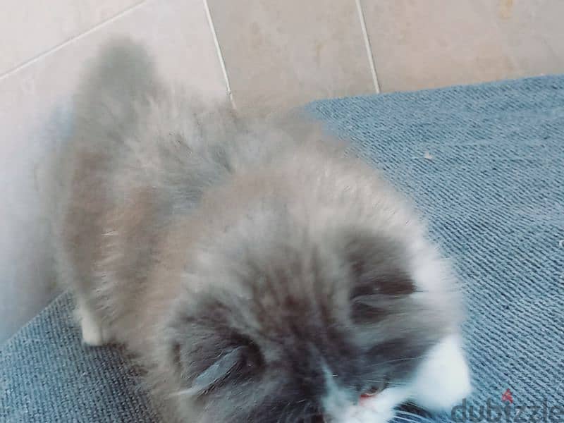 female Scottish fold  long hair 50 days 6