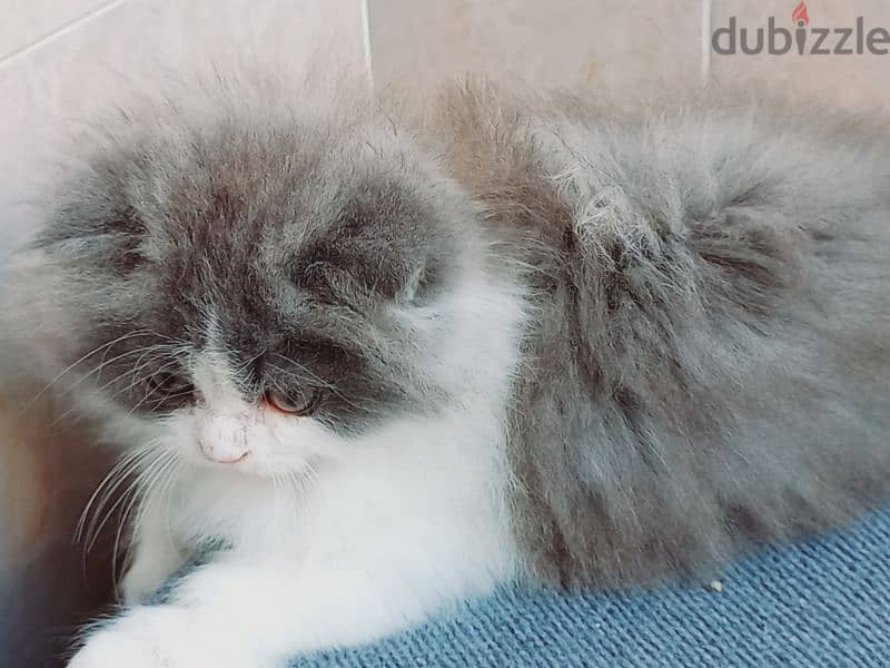 female Scottish fold  long hair 50 days 7