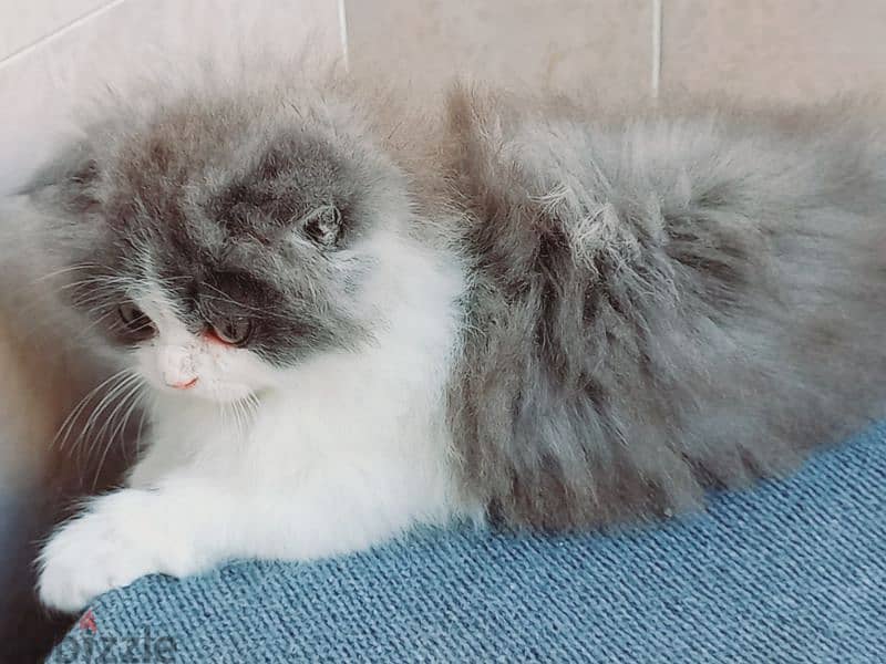 female Scottish fold  long hair 50 days 8