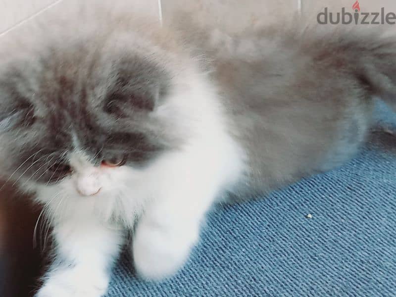 female Scottish fold  long hair 50 days 9