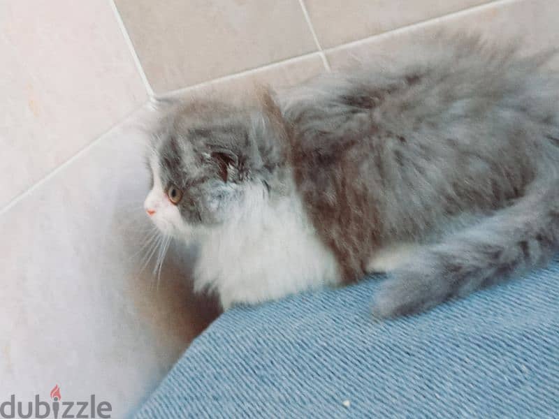 female Scottish fold  long hair 50 days 10