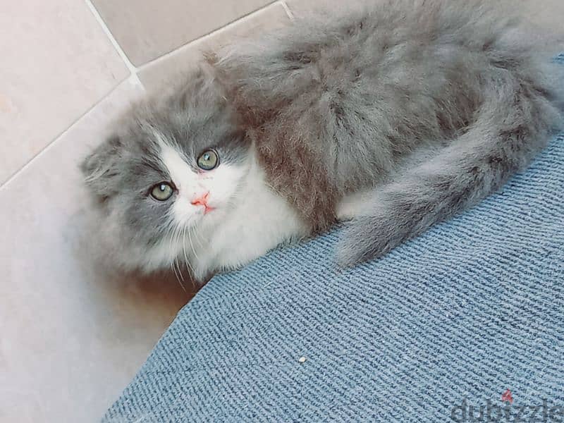 female Scottish fold  long hair 50 days 11