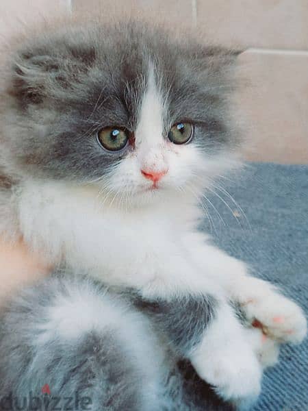 female Scottish fold  long hair 50 days 13