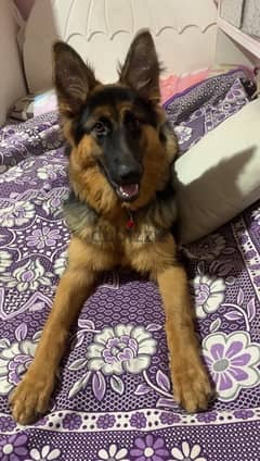 German shepherd