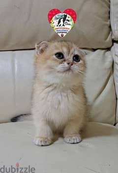 أنثى سكوتش فولد جولد Scottish Fold 0