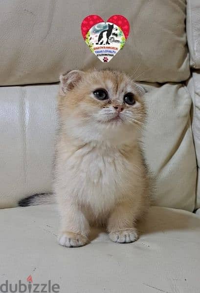 أنثى سكوتش فولد جولد Scottish Fold 0