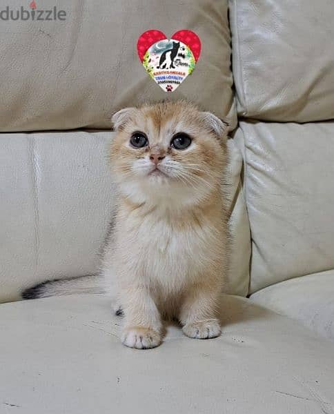 أنثى سكوتش فولد جولد Scottish Fold 1