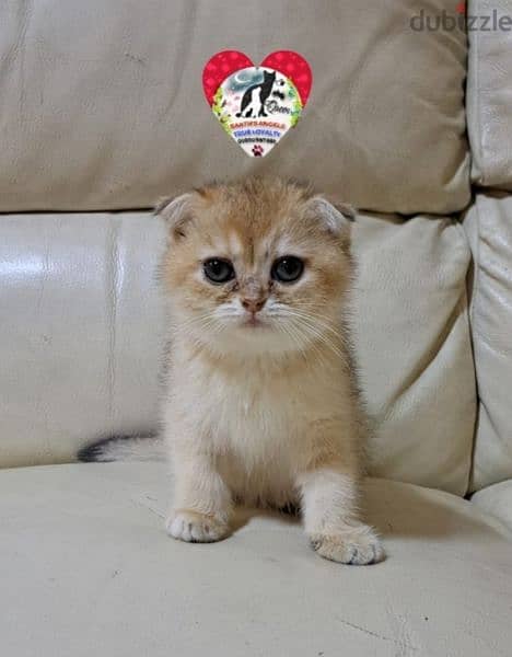 أنثى سكوتش فولد جولد Scottish Fold 2