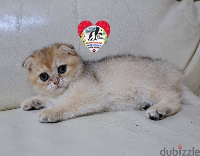 أنثى سكوتش فولد جولد Scottish Fold 4