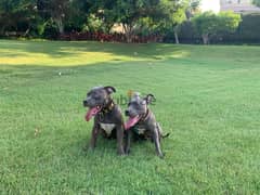 american bully standard male and female - ذكر و نتاية أميريكان بولي