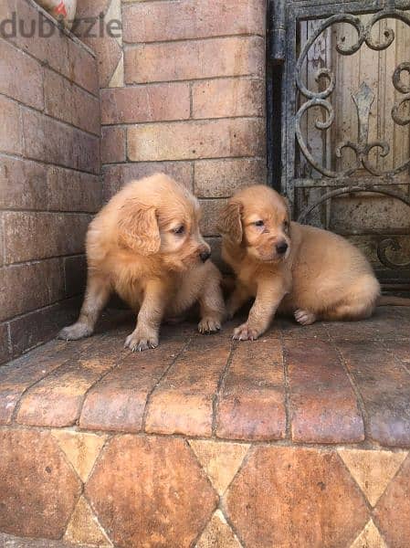 جراوي جولدن ريتريفر بيور Golden Retriever puppy 0