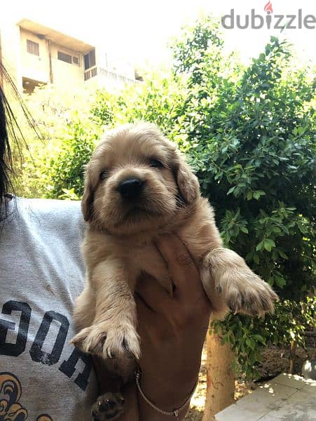 جراوي جولدن ريتريفر بيور Golden Retriever puppy 1