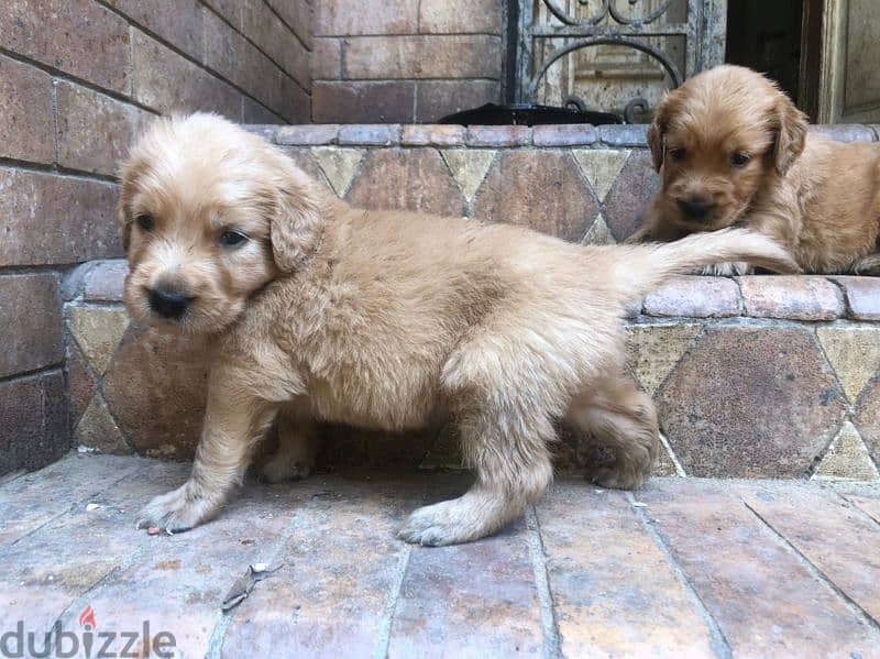 جراوي جولدن ريتريفر بيور Golden Retriever puppy 2