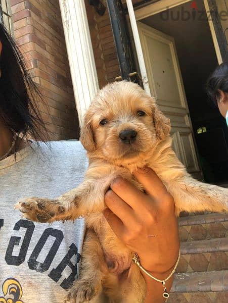 جراوي جولدن ريتريفر بيور Golden Retriever puppy 3