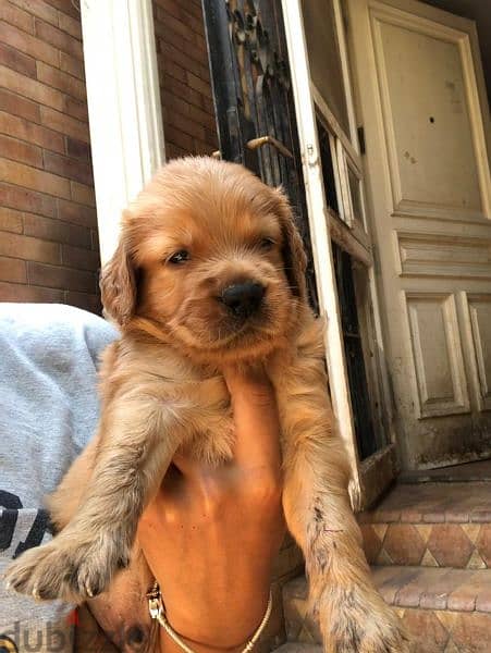 جراوي جولدن ريتريفر بيور Golden Retriever puppy 4