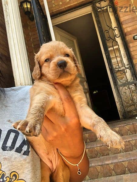 جراوي جولدن ريتريفر بيور Golden Retriever puppy 5