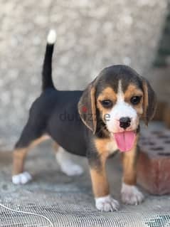 beagle