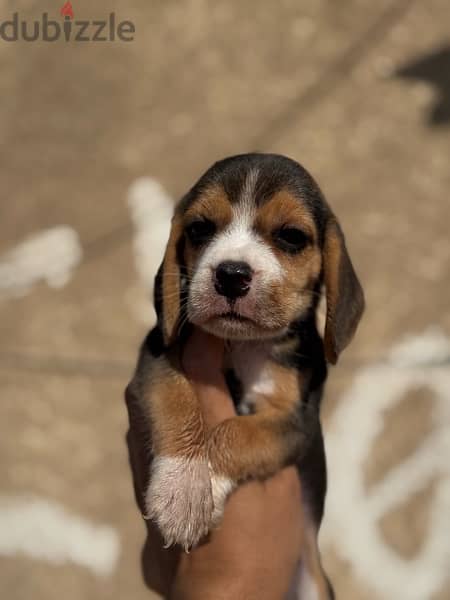 beagle puppies 1