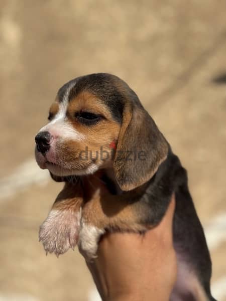 beagle puppies 2