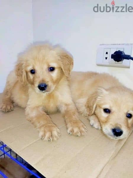 جراوي جولدن ريتريفر أهالي مستوردة Golden retriever 3