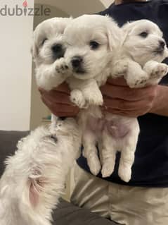 Pure Maltese puppies