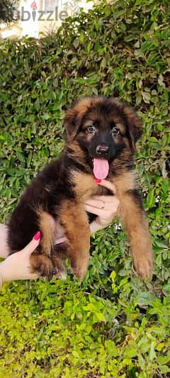 German Shepherd