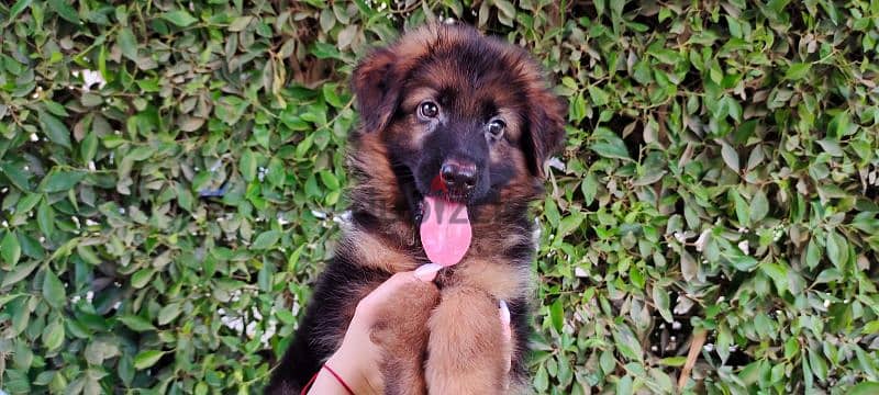 German Shepherd 1