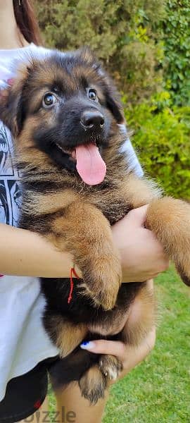 German Shepherd 2