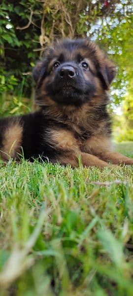 German Shepherd 5