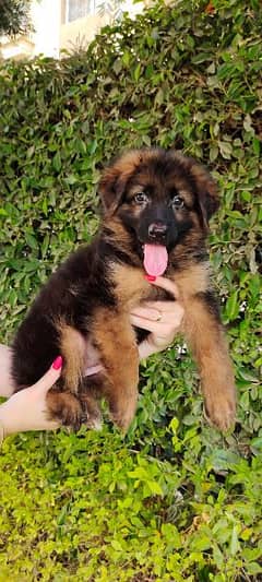 female German Shepherd puppy 0