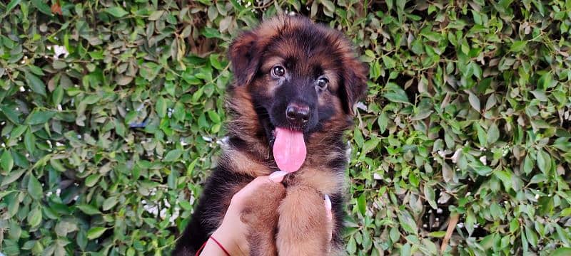 female German Shepherd puppy 1