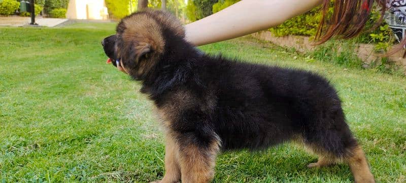 female German Shepherd puppy 3