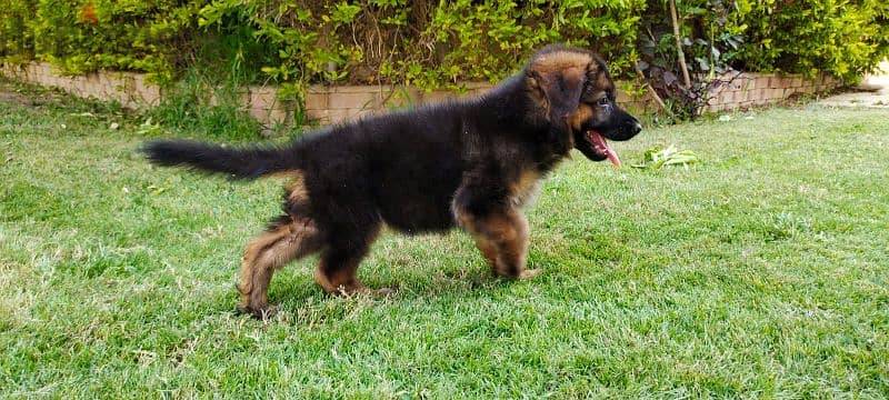 female German Shepherd puppy 4