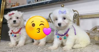 Maltese puppies مالتيز