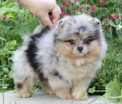 Blue eyed girl Pomeranian teddy bear with dost from Russia