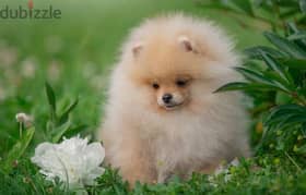 Pomeranian girl from Russia