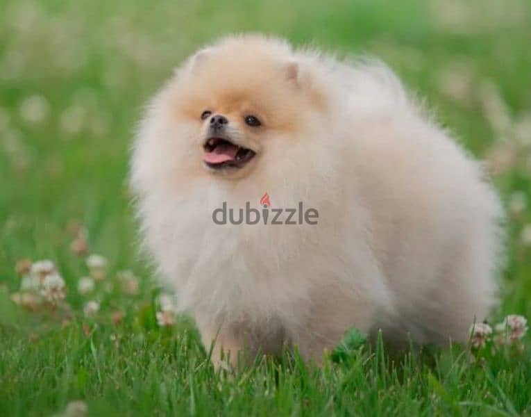 Pomeranian girl from Russia 2