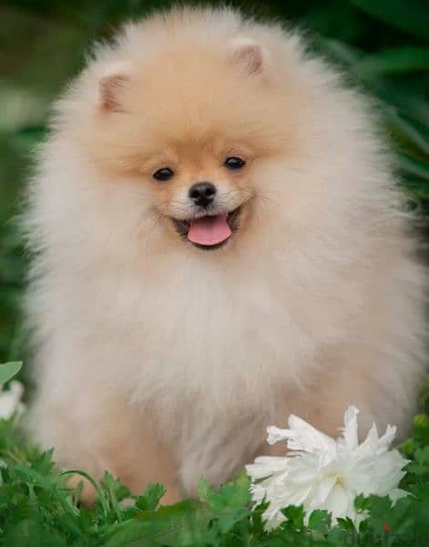 Pomeranian girl from Russia 3