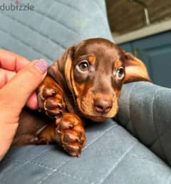 Dachshund puppies with all documents 0