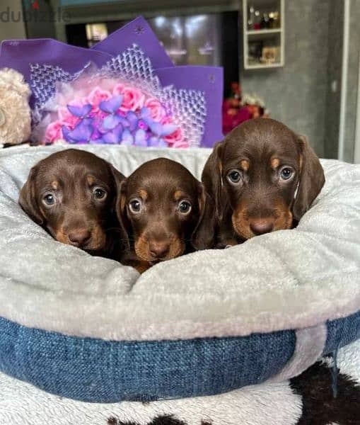 Dachshund puppies with all documents 1